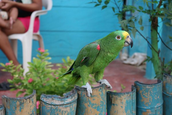 Was sollte ich tun, wenn meine Katze übergewichtig ist?