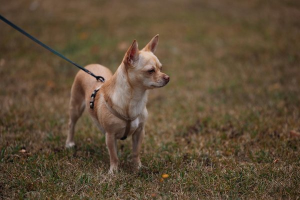 Was sind die Anzeichen für ein gutes Hundeverhalten beim Spiel mit anderen Hunden?