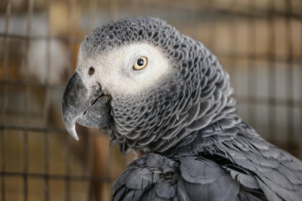 Wie sieht die Fortpflanzung und Aufzucht bei verschiedenen Haiarten aus?