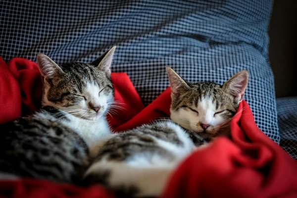Was sind die Vorteile der Adoption einer älteren Katze?